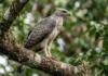 Como a incrível semelhança entre o gavião-real-falso e a harpia desafia a identificação de aves no dossel amazônico