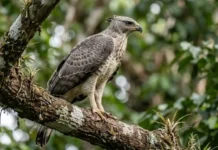 Como a incrível semelhança entre o gavião-real-falso e a harpia desafia a identificação de aves no dossel amazônico