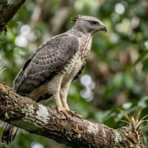 Como a incrível semelhança entre o gavião-real-falso e a harpia desafia a identificação de aves no dossel amazônico