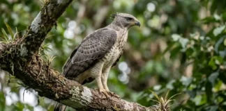 Como a incrível semelhança entre o gavião-real-falso e a harpia desafia a identificação de aves no dossel amazônico