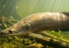 Como as escamas blindadas do pirarucu resistem aos ataques das piranhas famintas nos rios da Amazônia