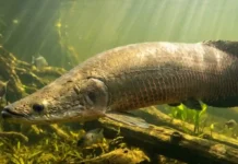 Como as escamas blindadas do pirarucu resistem aos ataques das piranhas famintas nos rios da Amazônia