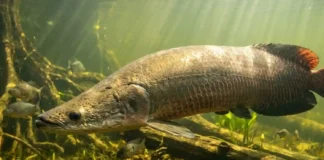 Como as escamas blindadas do pirarucu resistem aos ataques das piranhas famintas nos rios da Amazônia