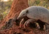 Engenharia subterrânea do tatu-canastra combina garras gigantes e escavação de tocas que abrigam dezenas de espécies na fauna tropical