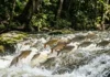 Como a piracema movimenta milhões de peixes rio acima e transforma a reprodução na maior migração de água doce