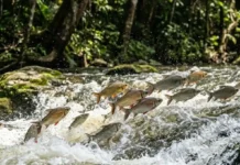 Como a piracema movimenta milhões de peixes rio acima e transforma a reprodução na maior migração de água doce
