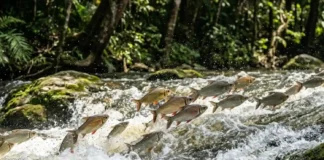 Como a piracema movimenta milhões de peixes rio acima e transforma a reprodução na maior migração de água doce