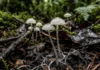 Como os fungos microscópicos e insetos da Floresta Amazônica transformam toneladas de matéria orgânica em nutrientes vitais para o solo