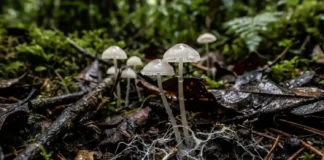 Como os fungos microscópicos e insetos da Floresta Amazônica transformam toneladas de matéria orgânica em nutrientes vitais para o solo