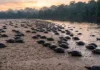 Como a desova coletiva de milhares de tartarugas-da-amazônia transforma as praias dos rios em berçários biológicos vibrantes