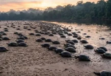 Como a desova coletiva de milhares de tartarugas-da-amazônia transforma as praias dos rios em berçários biológicos vibrantes