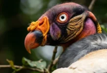 Como a coloração facial do urubu-rei combina tons vibrantes e funções sociais para dominar as carcaças tropicais