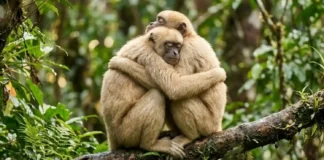 Como a sociedade igualitária do muriqui-do-norte elimina o macho alfa e promove a paz nas florestas brasileiras