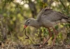 Como a técnica da siriema para caçar serpentes combina biologia de aves do terror e conservação do Cerrado