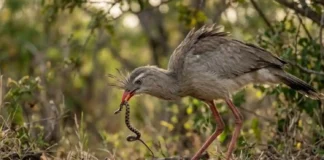 Como a técnica da siriema para caçar serpentes combina biologia de aves do terror e conservação do Cerrado