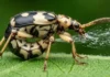 Como os besouros bombardeiros da Amazônia disparam jatos químicos ferventes e desafiam a engenharia de defesa nos trópicos