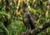 Como a partilha de nicho permite que o gavião-de-penacho e o gavião-real vivam na mesma floresta sem competir