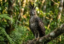 Como a partilha de nicho permite que o gavião-de-penacho e o gavião-real vivam na mesma floresta sem competir