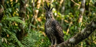 Como a partilha de nicho permite que o gavião-de-penacho e o gavião-real vivam na mesma floresta sem competir