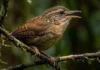 Canto lendário do uirapuru verdadeiro e ninhos camuflados revelam segredos da reprodução animal no denso subosque amazônico