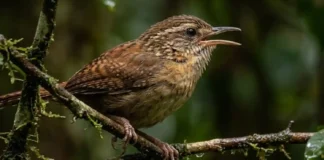 Canto lendário do uirapuru verdadeiro e ninhos camuflados revelam segredos da reprodução animal no denso subosque amazônico