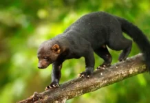 Como a irara busca colmeias de abelhas nativas e consome mel e cera até esvaziar os favos