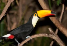 O bico do tucano toco funciona de forma idêntica a um radiador térmico na regulação corporal