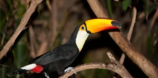 O bico do tucano toco funciona de forma idêntica a um radiador térmico na regulação corporal