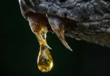 Como as proteínas do veneno de serpentes interferem na coagulação sanguínea e inspiram fármacos contra trombose