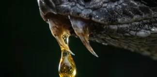 Como as proteínas do veneno de serpentes interferem na coagulação sanguínea e inspiram fármacos contra trombose