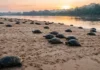 A curiosa estratégia reprodutiva que faz a Tartaruga-da-Amazônia e o tracajá realizarem desovas coletivas monumentais