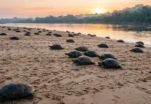 A curiosa estratégia reprodutiva que faz a Tartaruga-da-Amazônia e o tracajá realizarem desovas coletivas monumentais