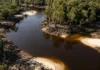 As transformações ecológicas que ocorrem quando a floresta de igapó emerge das águas negras após meses de inundação