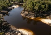 As transformações ecológicas que ocorrem quando a floresta de igapó emerge das águas negras após meses de inundação