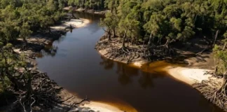 As transformações ecológicas que ocorrem quando a floresta de igapó emerge das águas negras após meses de inundação