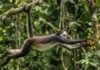 A agilidade do macaco aranha combina cauda preênsil e braquiação rápida na copa das florestas tropicais