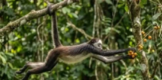 A agilidade do macaco aranha combina cauda preênsil e braquiação rápida na copa das florestas tropicais