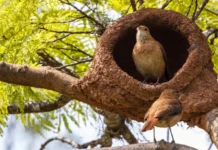 Engenharia natural revela como o joão de barro mistura terra e capim contra tempestades tropicais violentas