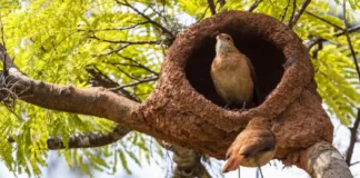 Engenharia natural revela como o joão de barro mistura terra e capim contra tempestades tropicais violentas