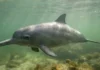 Pequeno tamanho e hábitos costeiros tornam a toninha o cetáceo mais ameaçado de extinção do Atlântico Sul