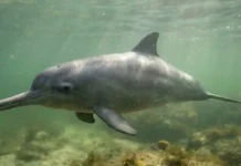 Pequeno tamanho e hábitos costeiros tornam a toninha o cetáceo mais ameaçado de extinção do Atlântico Sul