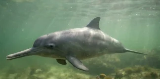 Pequeno tamanho e hábitos costeiros tornam a toninha o cetáceo mais ameaçado de extinção do Atlântico Sul