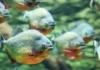Monitoramento por bioacústica subaquática capta coros de piranhas e cliques de botos nos rios profundos da Amazônia