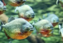 Monitoramento por bioacústica subaquática capta coros de piranhas e cliques de botos nos rios profundos da Amazônia