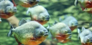 Monitoramento por bioacústica subaquática capta coros de piranhas e cliques de botos nos rios profundos da Amazônia
