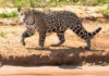 Como a onça pintada impede o colapso das florestas ciliares ao controlar o avanço de capivaras e queixadas