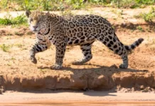 Como a onça pintada impede o colapso das florestas ciliares ao controlar o avanço de capivaras e queixadas