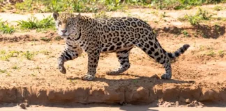 Como a onça pintada impede o colapso das florestas ciliares ao controlar o avanço de capivaras e queixadas