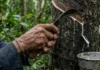 Extração de látex da seringueira impulsiona bioeconomia sustentável e garante a preservação de florestas nativas na Amazônia