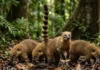 A socialidade do quati de cauda anelada e seu focinho móvel que rastreia alimentos no chão da floresta